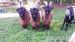 Walliserský černokrký kozlík - Prodej