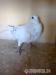 Esküvői fehér galamb röptetés - Eladás