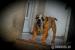  Anglicky buldog typu OLD - Predaj