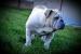 Anglicky buldog fenka - Predaj