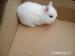 zakrslý králík - Prodej