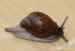 Achatina Achatina, Albopicta - Prodej