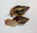 Achatina Achatina, Albopicta - Prodej