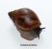 Achatina Achatina, Albopicta - Prodej