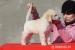Standard Poodles S PP - Prodej