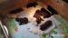 biszkoptowe czekoladowe i czarne labradorki ZKwP - Sprzedaż