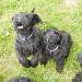 Black Russian Terrier - Puppies - working bloodlin - Prodej