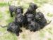 Black Russian Terrier - Puppies - working bloodlin - Prodej