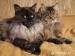Kocięta Maine Coon - Sprzedaż