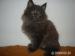 Kocięta Maine Coon - Sprzedaż
