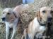 labrador - Predaj