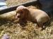 labrador - Predaj