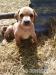 labrador - Predaj