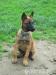 Belgický ovčák malinois - Prodej