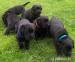 Labradorský retriever s PP - Prodej