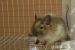 Osmák degu - Predaj