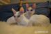 Dva báječní kocouři Cornish Rex hledají domov - Prodej