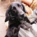 Gertrúd 2010-es születésű, mini labrador lány - Ajándékozás