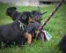 beauceron - Prodej