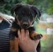 beauceron - Prodej