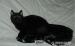 Britská čierna mačička s PP - Predaj