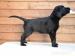 Flat Coated Retriever - Prodej