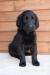 Flat Coated Retriever - Prodej