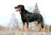 Beauceron s PP - Prodej