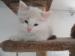 prodám kote ragdoll - Prodej