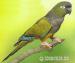 Papagáj patagónsky - ručne dokrmený - Predaj