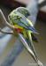 Papagáj patagónsky - ručne dokrmený - Predaj