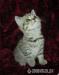 Britská koťata s PP stříbrná, zlatá, bikolor - Prodej