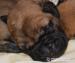 Bullmastiff/bullmastif - Prodej