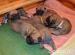 Bullmastiff/bullmastif - Prodej