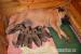 Bullmastiff/bullmastif - Prodej