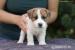 Jack russell teriér s PP pejsek  - Prodej