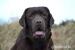 Labradorský retriever s PP čoko štěňátka NOVÁ KREV - Prodej
