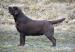 Labradorský retriever s PP čoko štěňátka NOVÁ KREV - Prodej