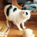 Brak uszu = Brak domu ? - Sprzedaż