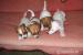 jack russel terier pejsci+fenky - Prodej