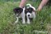 jack russel terier pejsci+fenky - Prodej
