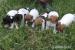 jack russel terier pejsci+fenky - Prodej