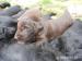 Štěňata Flat coated retriever s PP - Prodej