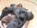 Štěňata Flat coated retriever s PP - Prodej