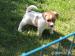 Jack Russell teriér s PP - Predaj