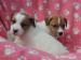 Jack Russell teriér s PP - Predaj