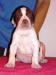 Pointer - Prodej