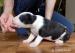 BULLTERRIER, BULLTERIER, BULTERIER - Predaj