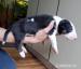 BULLTERRIER, BULLTERIER, BULTERIER - Predaj