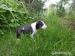 BULLTERRIER, BULLTERIER, BULTERIER - Predaj